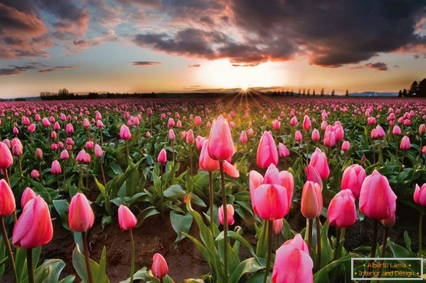 Campos de flores de primavera na Holanda