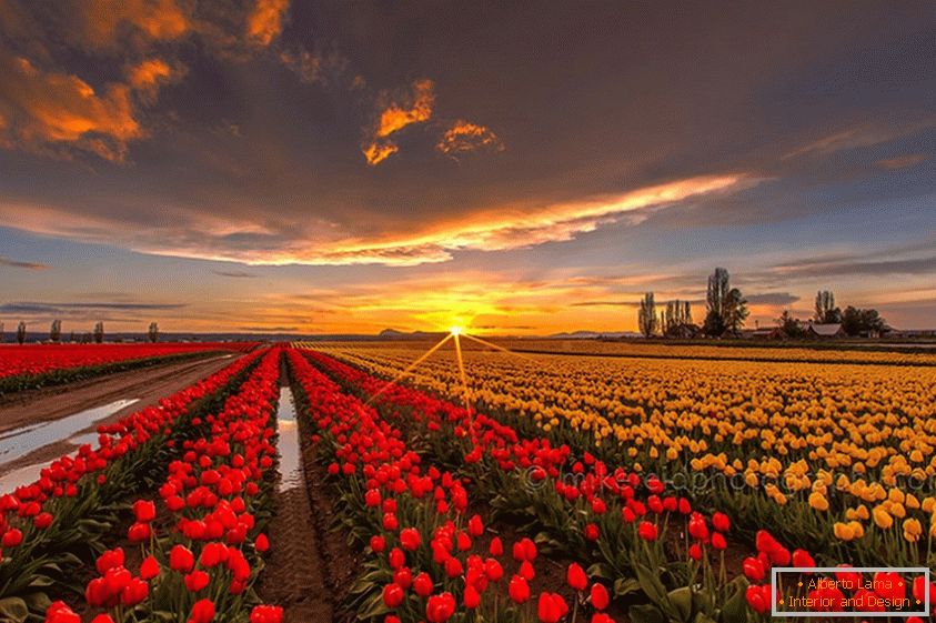 Campos de tulipas