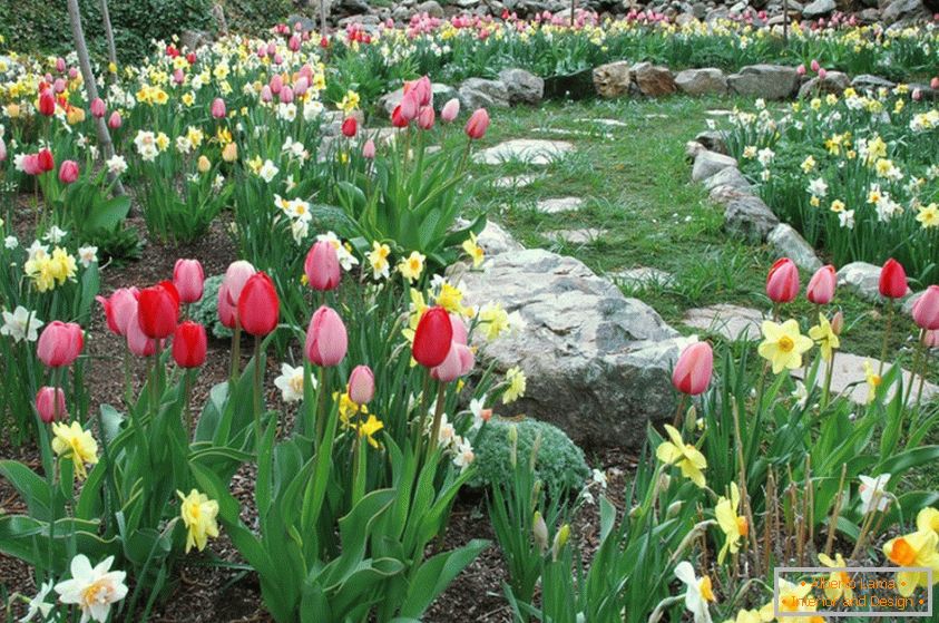 Narcisos e tulipas