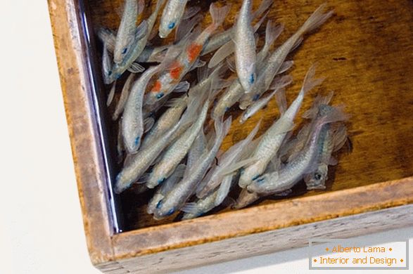 Imagens incomuns de peixes do artista Riusuke Fakeori