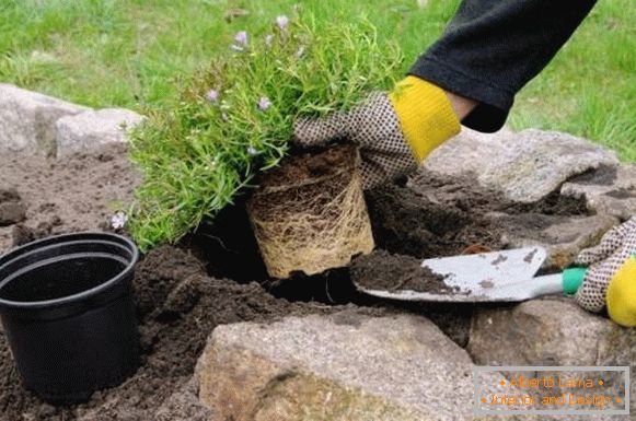 Quando e como plantar plantas para a colina alpina