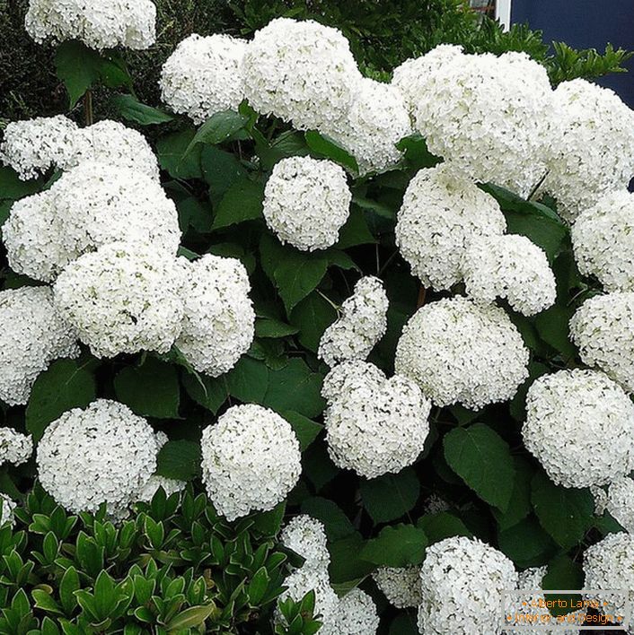 Arbusto do Hortensia com os grandes botões branco-brancos brancos redondos na entrada à casa.