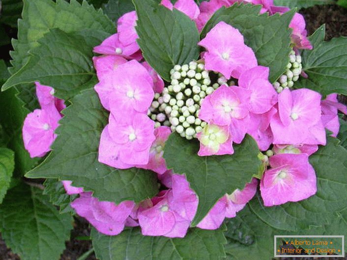 Lindas flores para um jardim elegante.