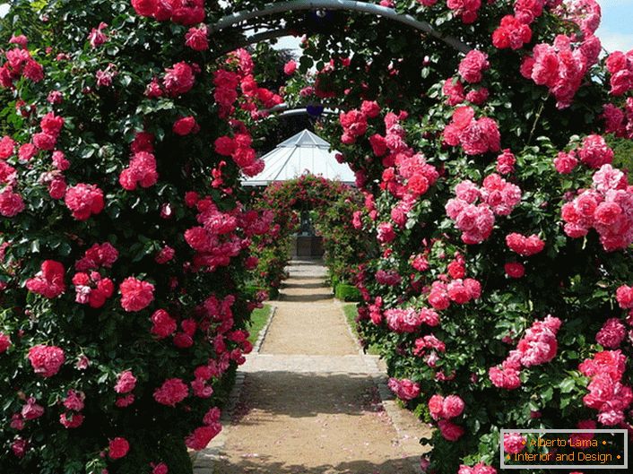 Arco de arbustos encaracolados de rosas