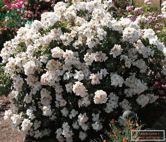 Um arbusto perfumado de uma rosa branca é uma espécie de Sally Holmes.