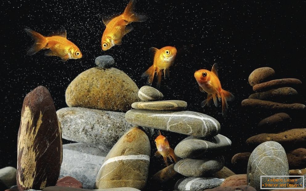 Decoração do aquário com pedras