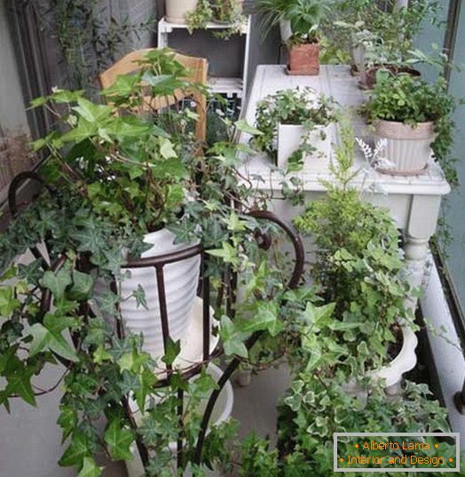 Pequeno jardim на маленьком балконе