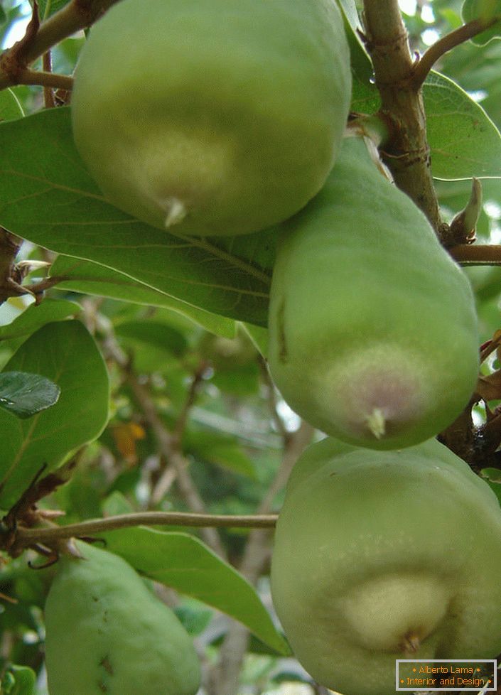 Frutos do ficus anão.