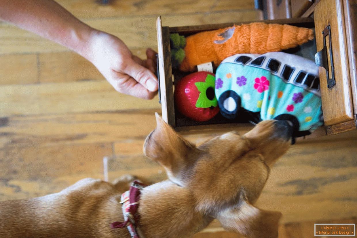 Caixa com brinquedos para cães