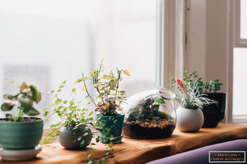 Plantas no interior da sala de estar