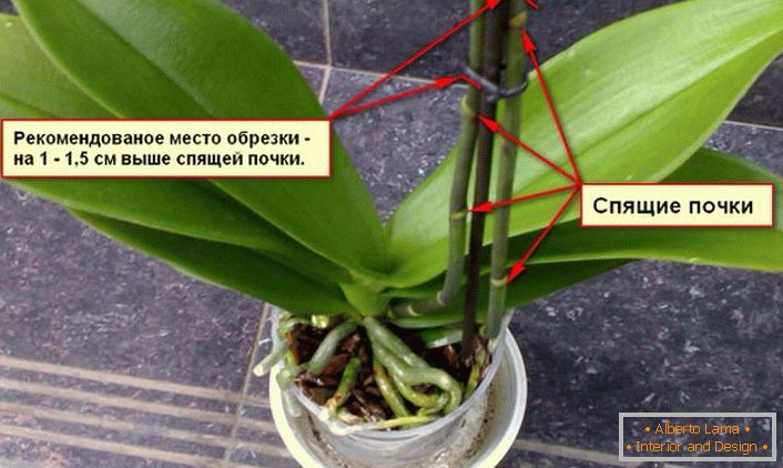 Recomendações para aparar um arbusto de orquídea.
