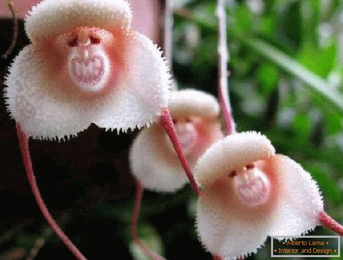 Orquídea das margens da Amazônia