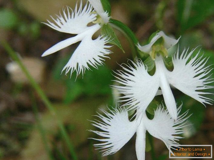 Uma flor surpreendentemente incomum que se assemelha a uma cegonha branca. A orquídea é japonesa.