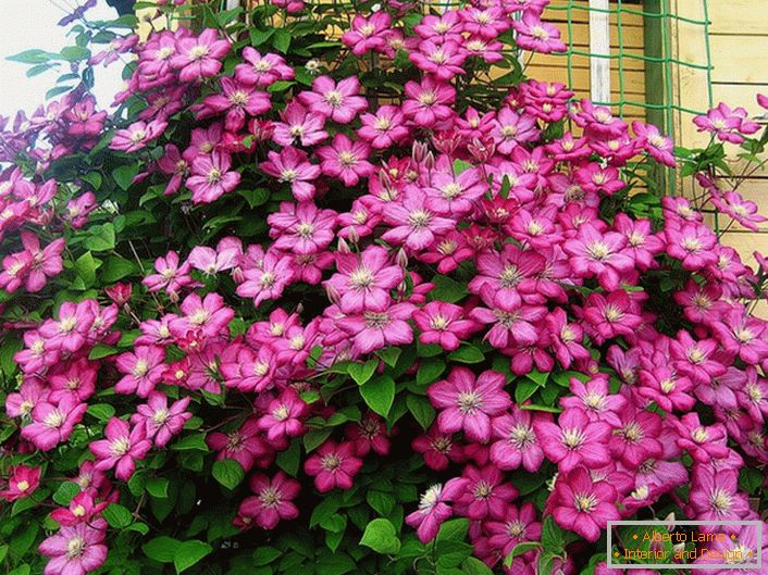 Clematis cor rosa brilhante decora o canto da vila. Flor favorita de residentes de verão modernos. 