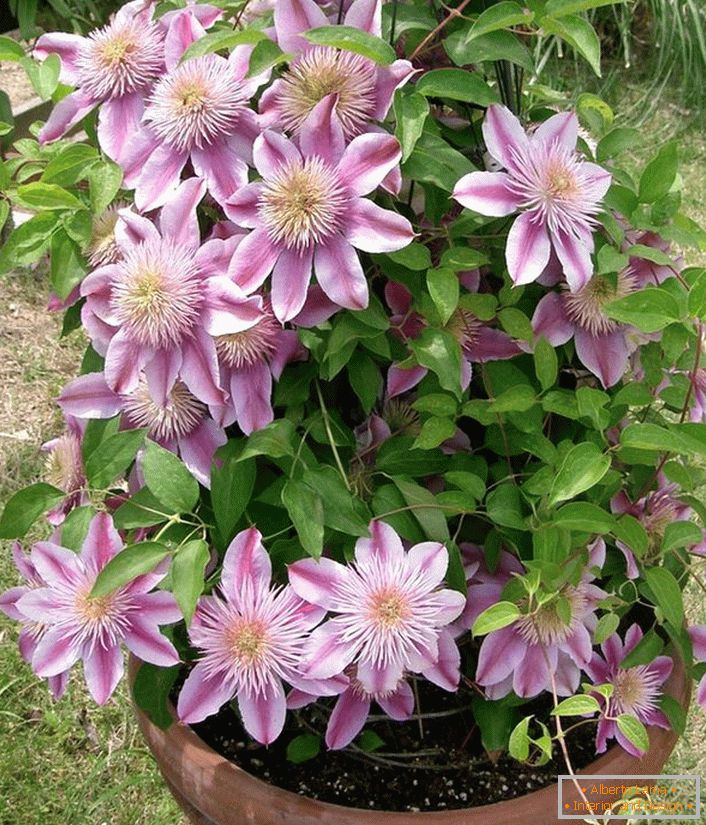Clematis tipo Nelly Moser.