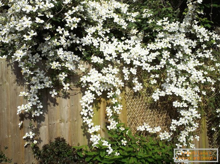 Clematis flores são brancas na cerca do jardim.
