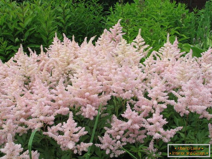 Muitas das variedades de Astilba serão um ornamento de um jardim de flores frondosas na área do jardim e perto do reservatório.