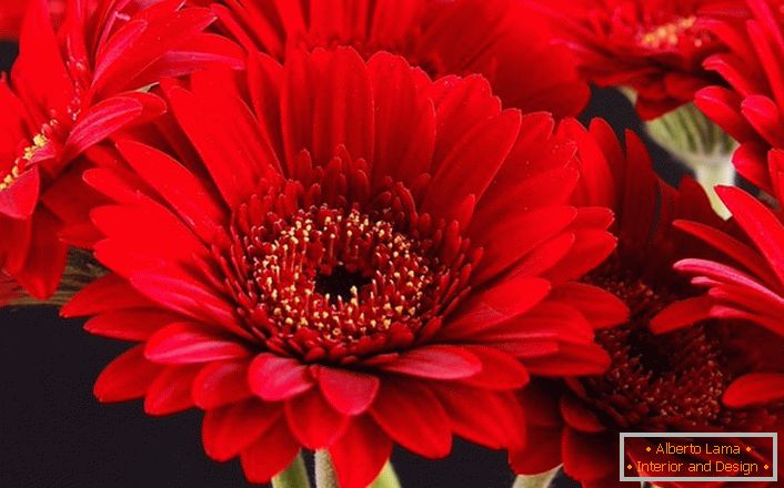 Flores de gerbera vermelha brilhante