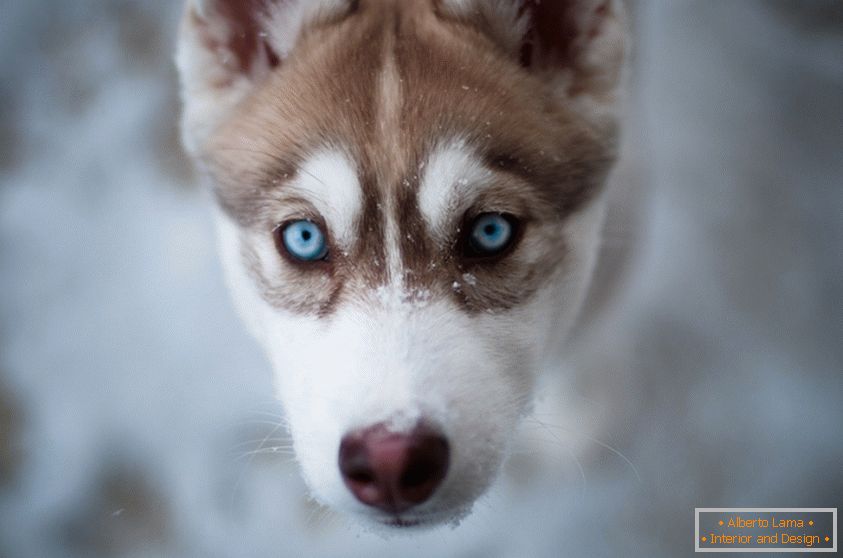 Filhote de cachorro bonito, de olhos azuis