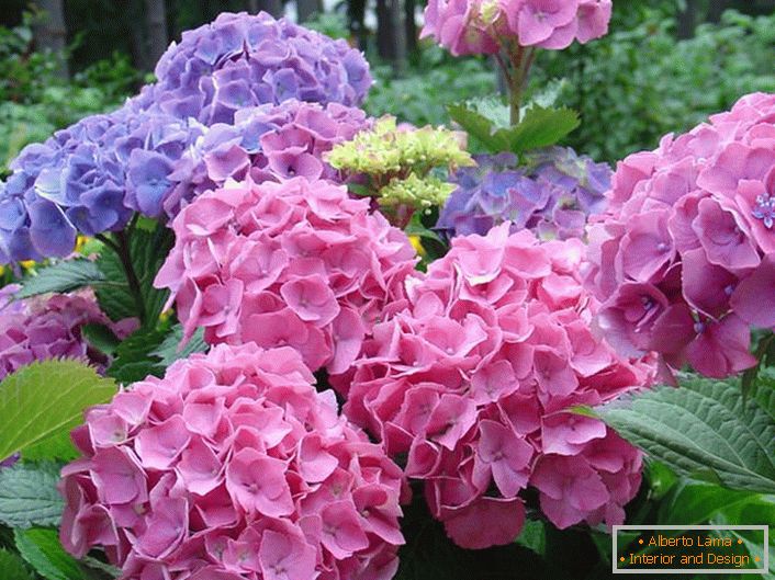 As inflorescências de rosa pálido e roxo pálido são as favoritas entre os jardineiros modernos.