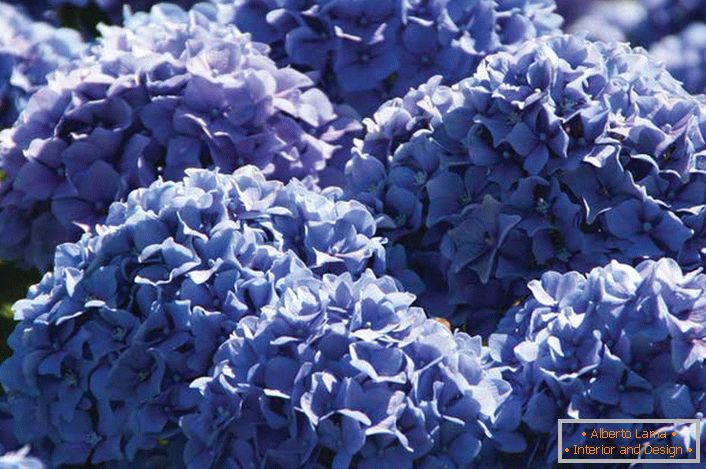 As flores violetas de hortênsias de jardim coletam-se em inflorescências volumosas, viçosas da forma arredondada.