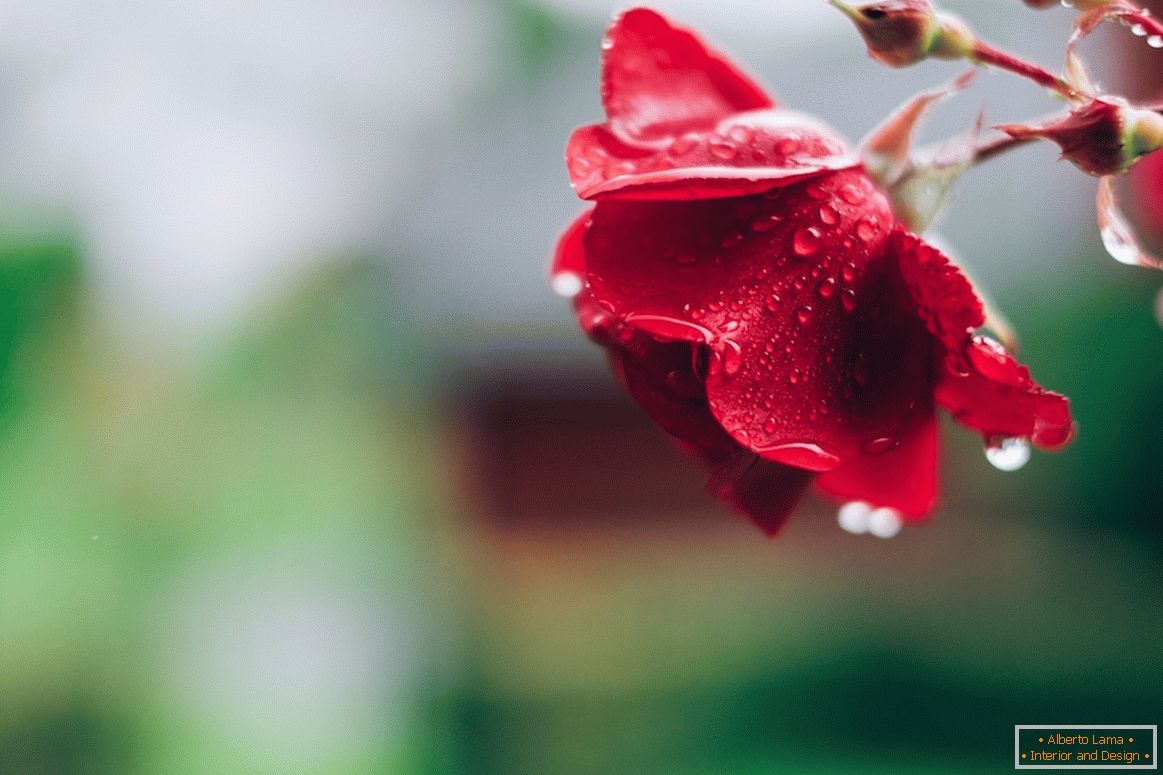 Rosa depois da chuva