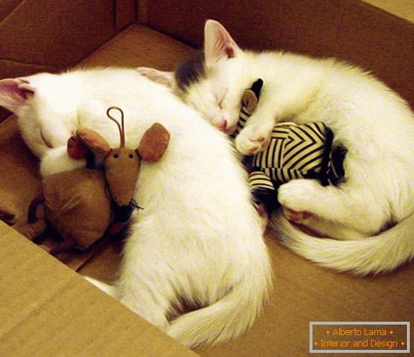 Dois gatinhos dormindo em um abraço com brinquedos
