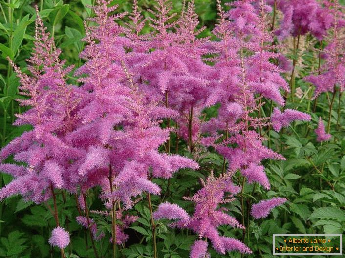 Inflorescências volumosas de violeta-violeta de astilba.