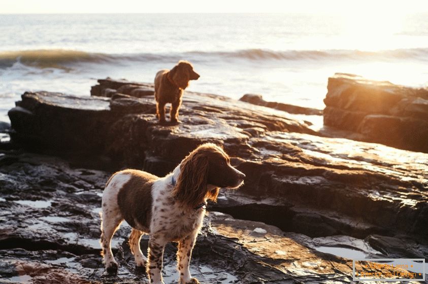 Cães na costa
