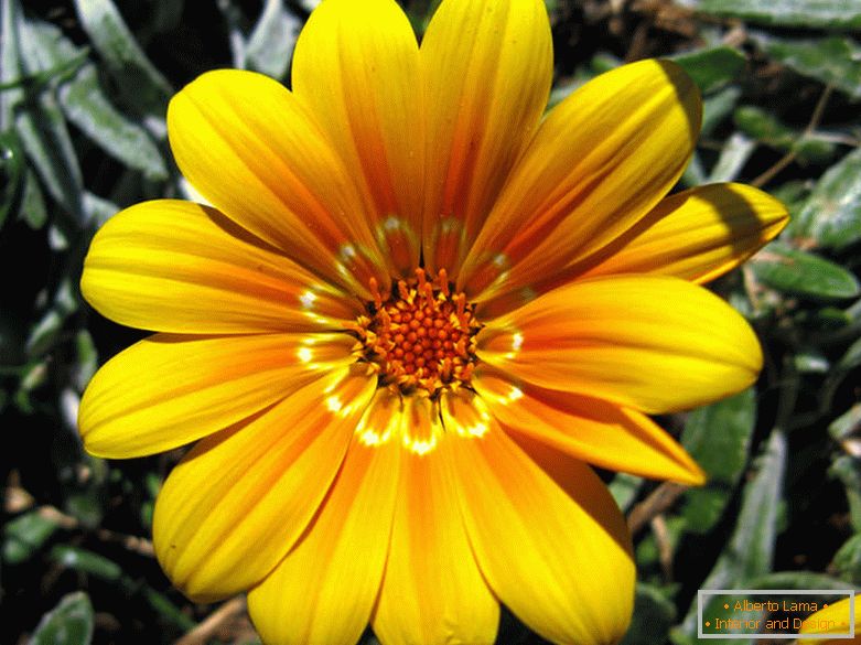 Flor amarela delicada
