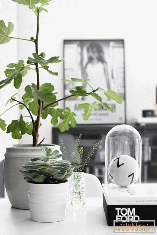 Plantas em vasos brancos