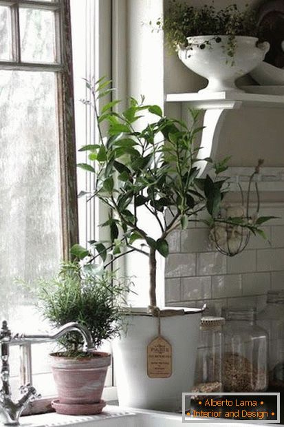 Plantas no interior da cozinha