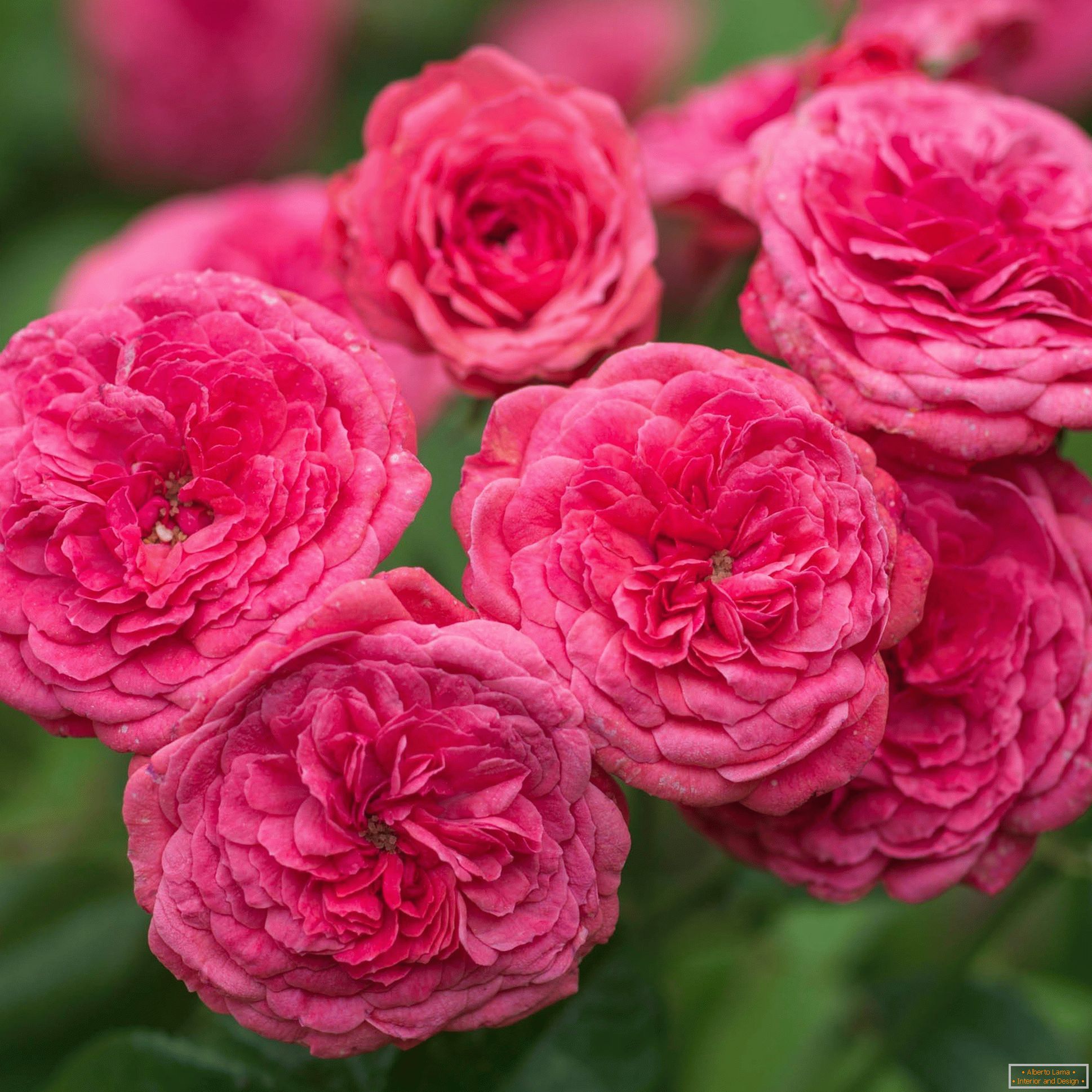 Rosas duplas rosa brilhantes