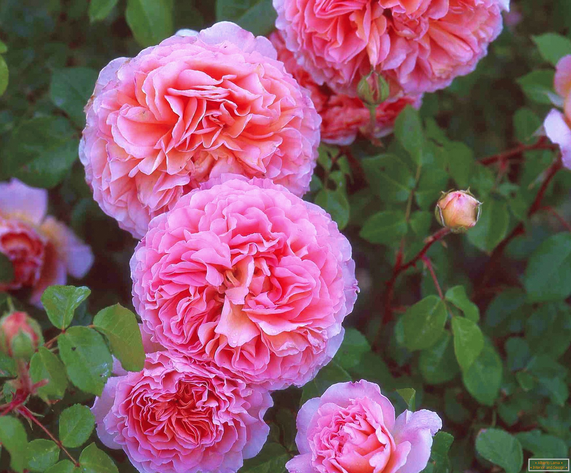 Rosas rosas duplas