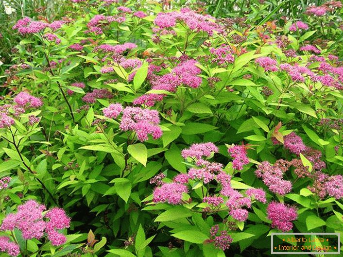 Um arbusto de spiraea Macrophiles no país