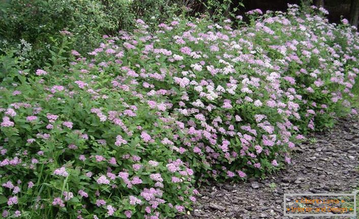 Arbusto japonês spiraea