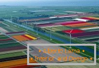 Tulipmania ou campos de tulipas coloridas na Holanda