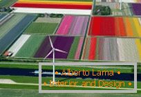 Tulipmania ou campos de tulipas coloridas na Holanda