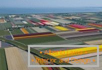 Tulipmania ou campos de tulipas coloridas na Holanda