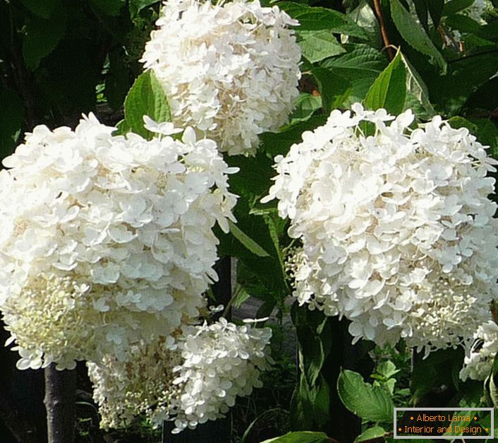 Flores de hortênsia branca de neve