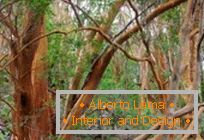 Única floresta de murtas na Argentina