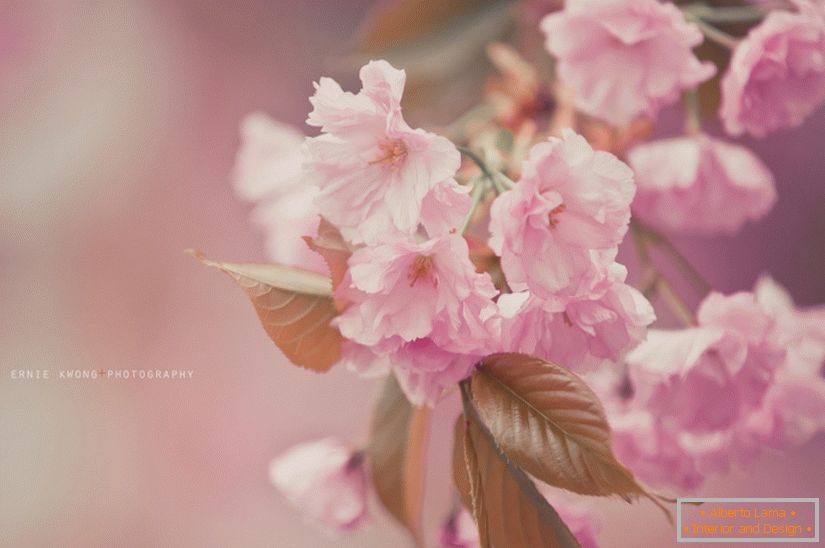 Fotos de flores Ernie Kwong