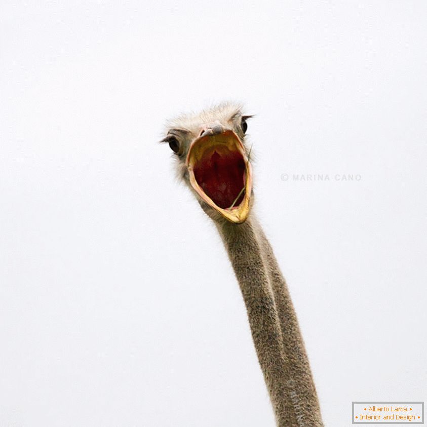 O avestruz está chocado!