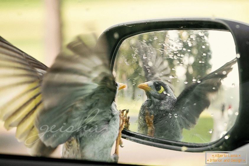 O pássaro olha no espelho lateral do carro