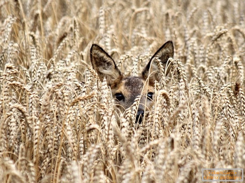 Um cervo entre o trigo