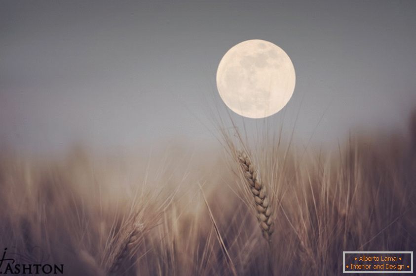 Lua no fundo de trigo
