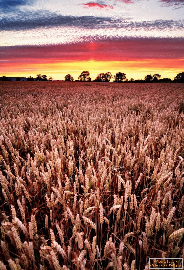 Pôr do sol no campo de trigo, fotógrafo Joe Daniel Price