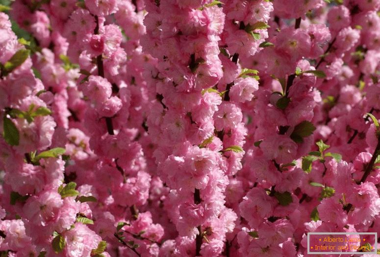 Amêndoas arbustivas refere-se ao belo florescimento. Amêndoa de três lobadas de espuma rosa.