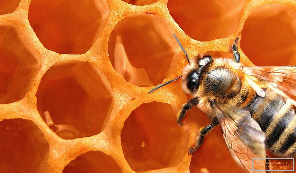 Favo de mel da abelha