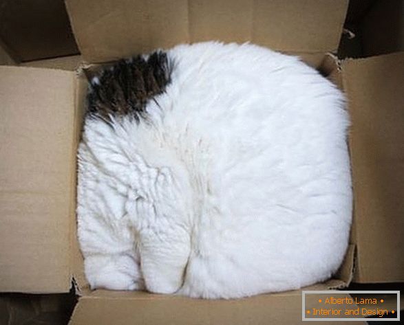 Gato em uma caixa de papelão
